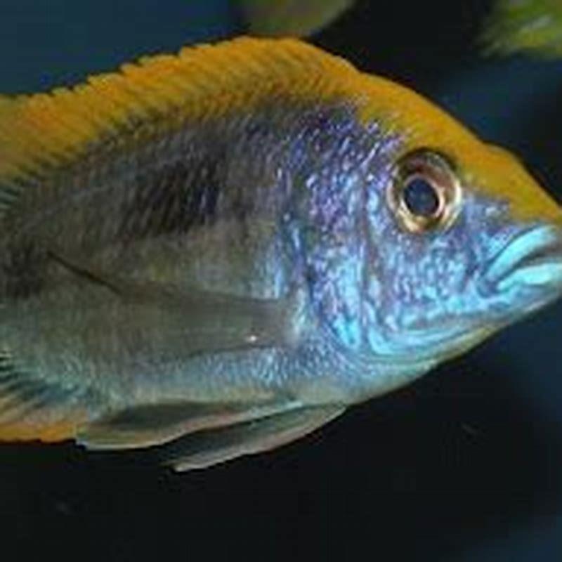 How much should I feed my Malawi cichlids?