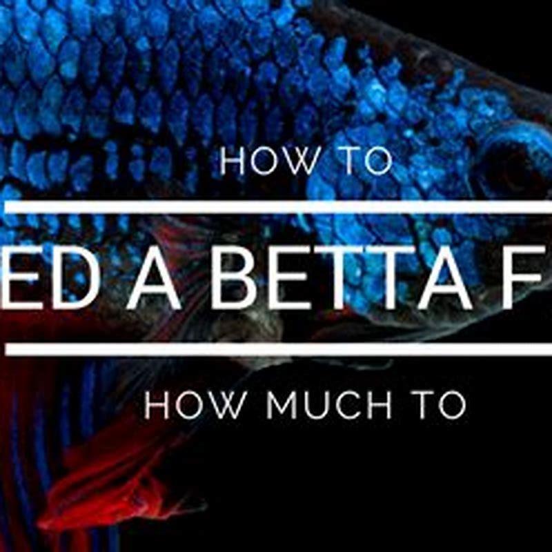 How much should I feed my paradise fish? - DIY Seattle