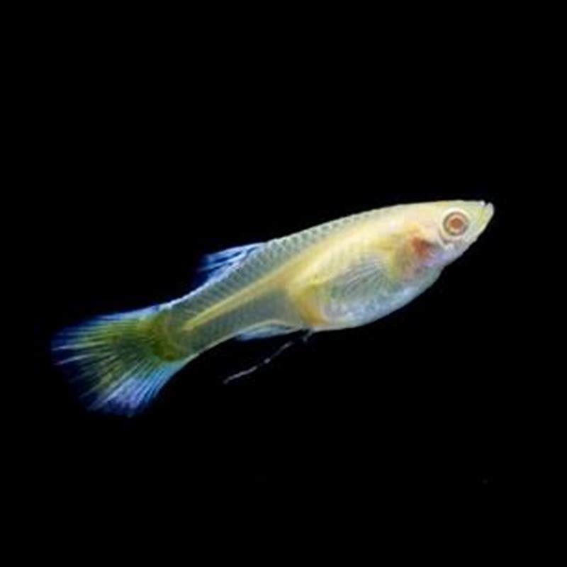 How often do rainbow fish need to be fed?