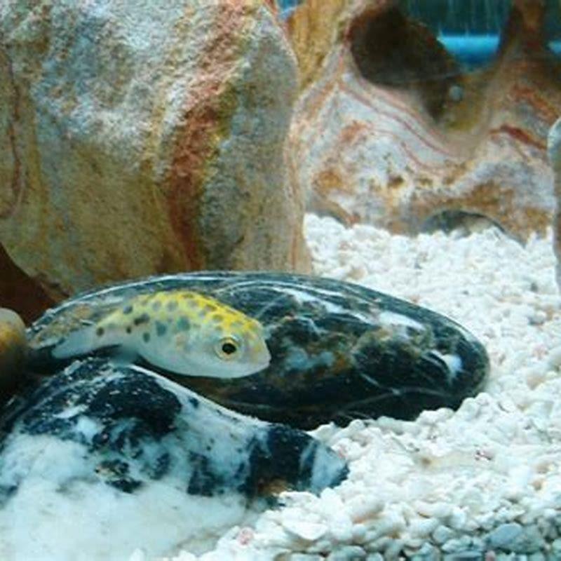 How often do you feed green spotted puffer fish?