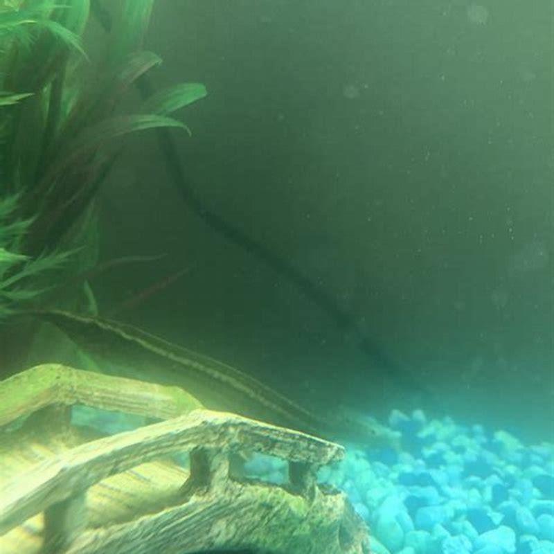 How often do you feed spiny eels?