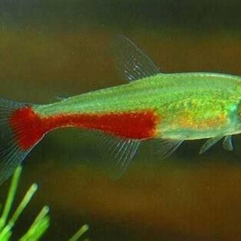 How often feed fire tetras?