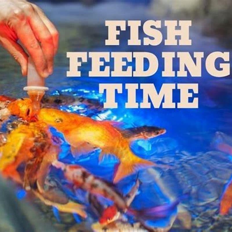 How often should I feed my butterfly fish?