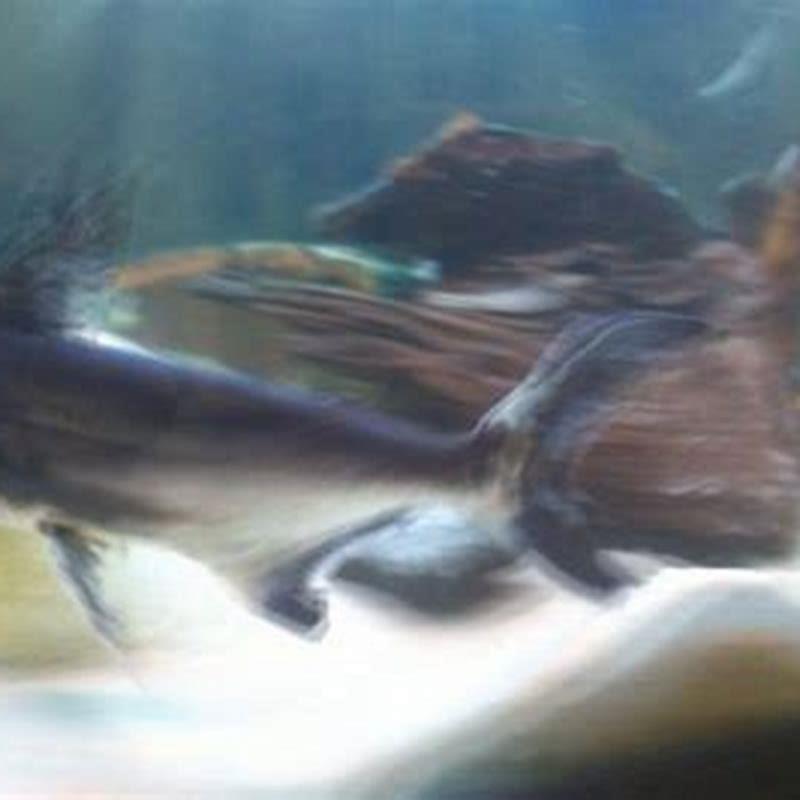 How often should I feed my iridescent shark?