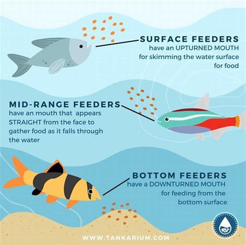 How often should small fish be fed?
