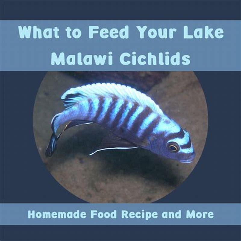 How often should you feed Malawi fish?