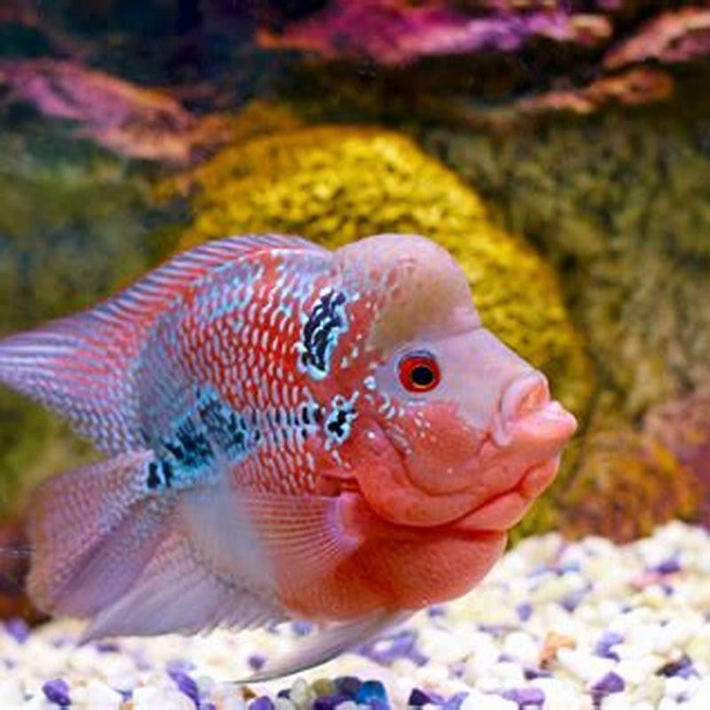 How smart are cichlid fish? - DIY Seattle