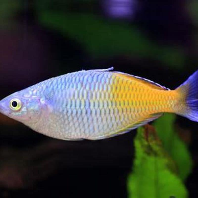 How was the rainbow fish different from the other fish?