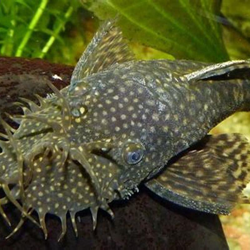 Is a Bristlenose catfish a pleco?