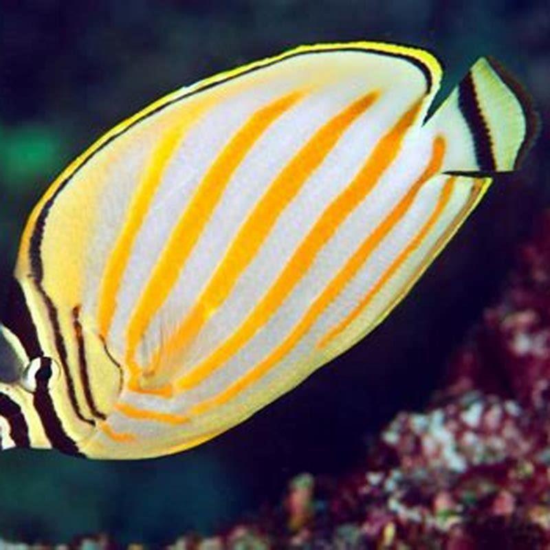 Is a butterfly fish a bony fish?