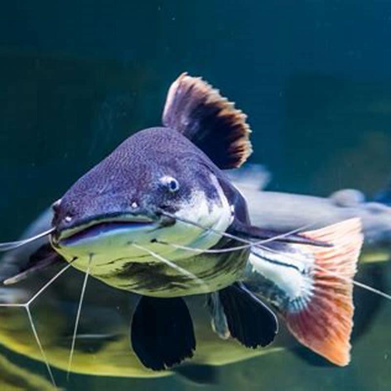 Is a catfish a good pet? DIY Seattle