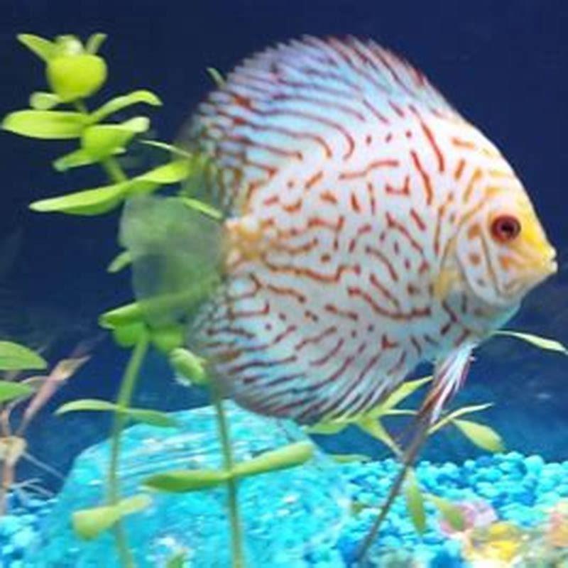 Is a discus a beginner fish?