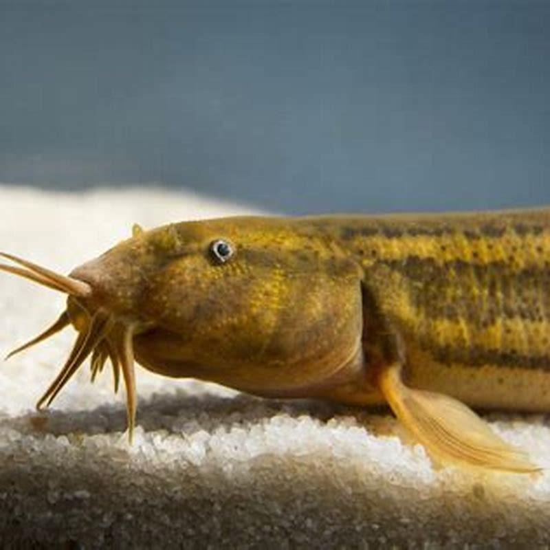 Is a Dojo Loach an algae eater?