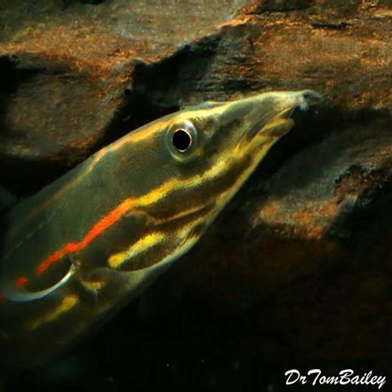 Is a fire eel actually an eel?
