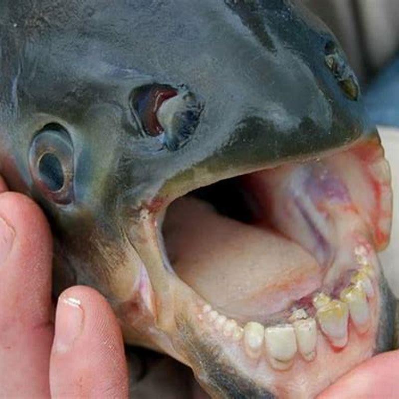 Is a pacu a piranha?