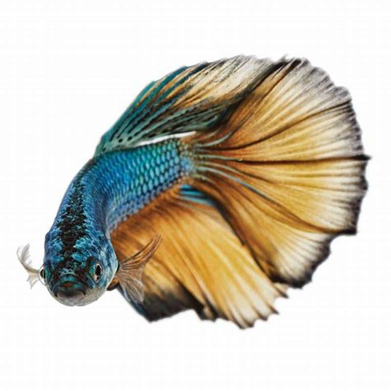 Is a paradise fish a betta?