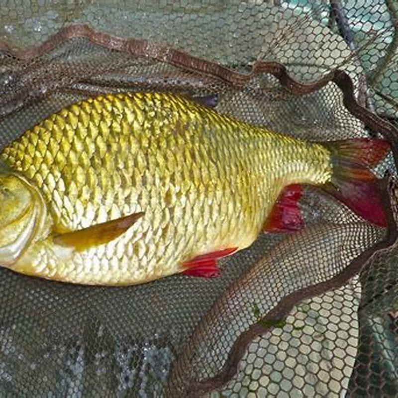 Is a rudd fish good to eat? DIY Seattle