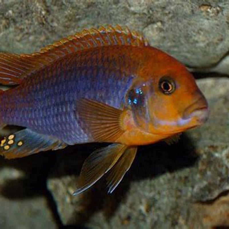 Is a rusty cichlid a mbuna?