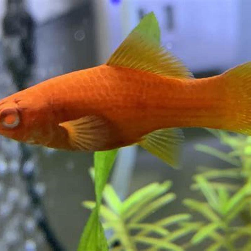 Is a swordtail a Platy?