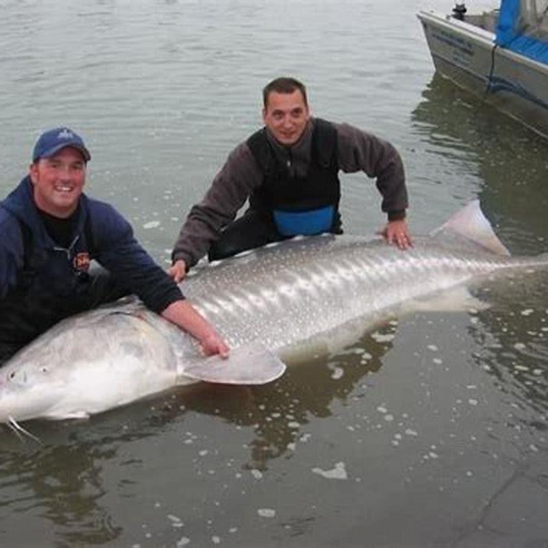 Is a white sturgeon a freshwater fish? - DIY Seattle