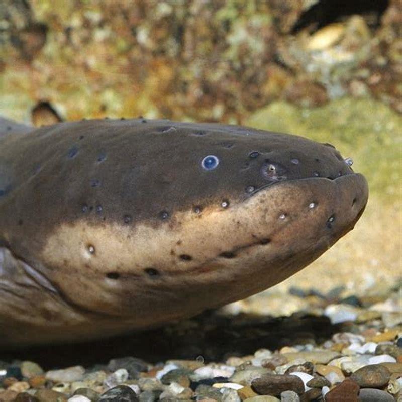 Is an electric eel a catfish?