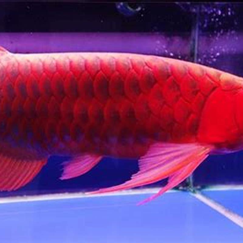 is-arowana-fish-expensive-diy-seattle