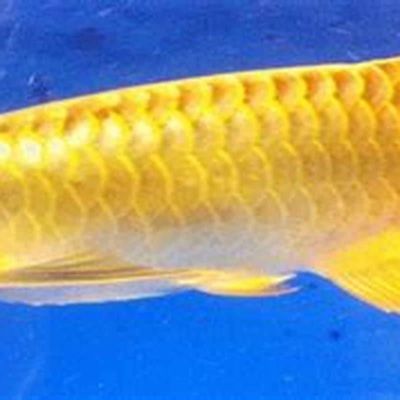 Is Arowana legal in India?