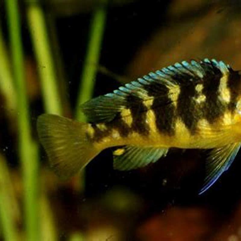 Is bumblebee cichlid aggressive?