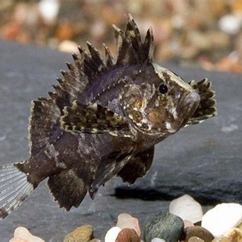 is-butterfly-fish-poisonous-diy-seattle