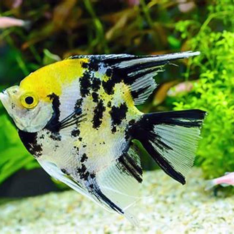 Is common aquarium fish?