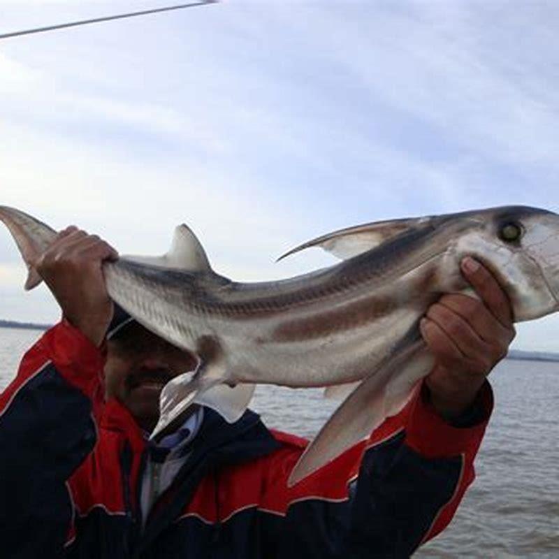 Is Elephant fish a shark?