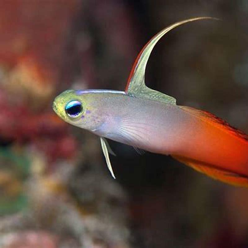 Is goby fish good?