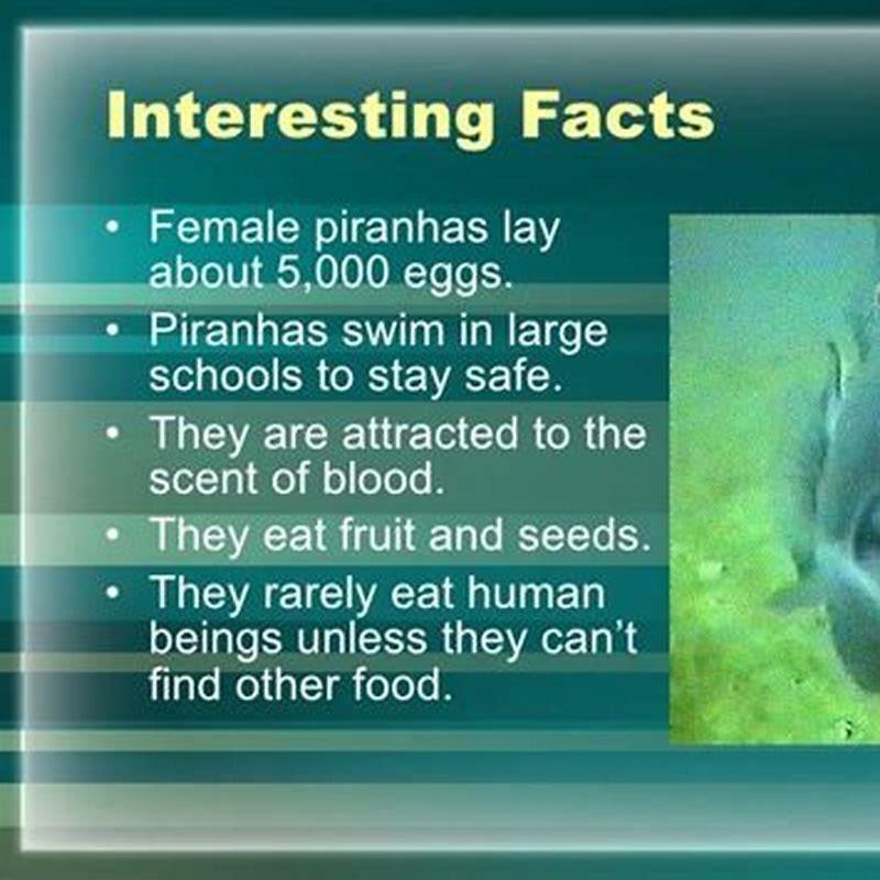 Is it safe to swim with piranhas?