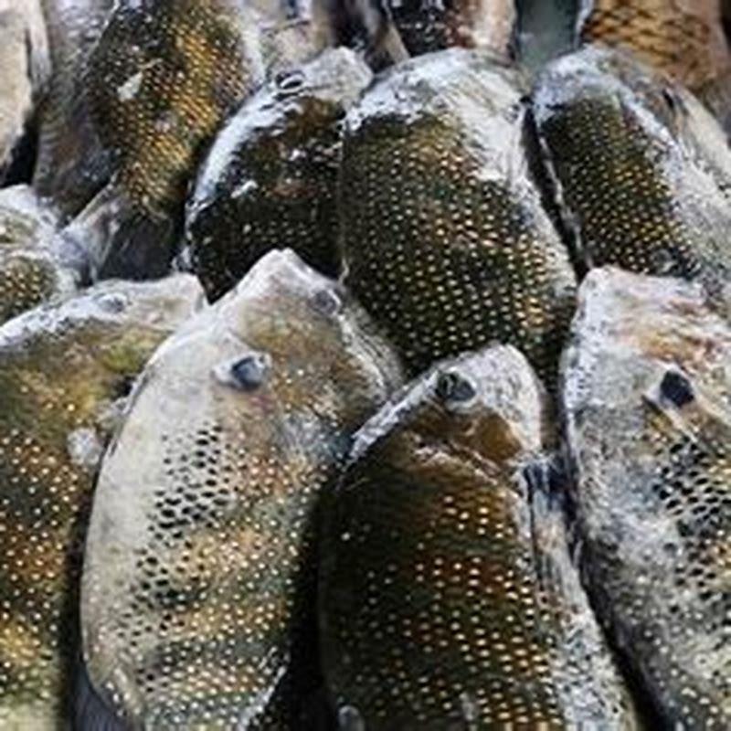 Is karimeen and Pomfret same?
