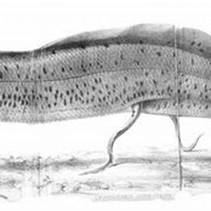Is lungfish tasty?