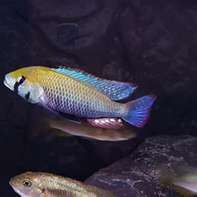 Is mbuna a carnivorous?