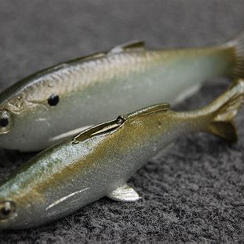 Is minnows good to eat?