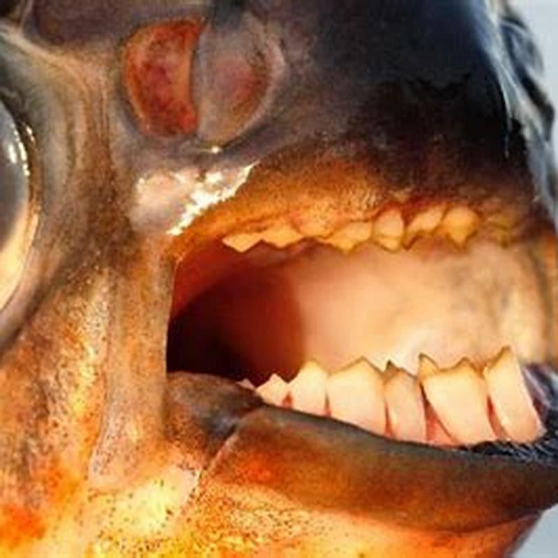 Is pacu fish good eating?