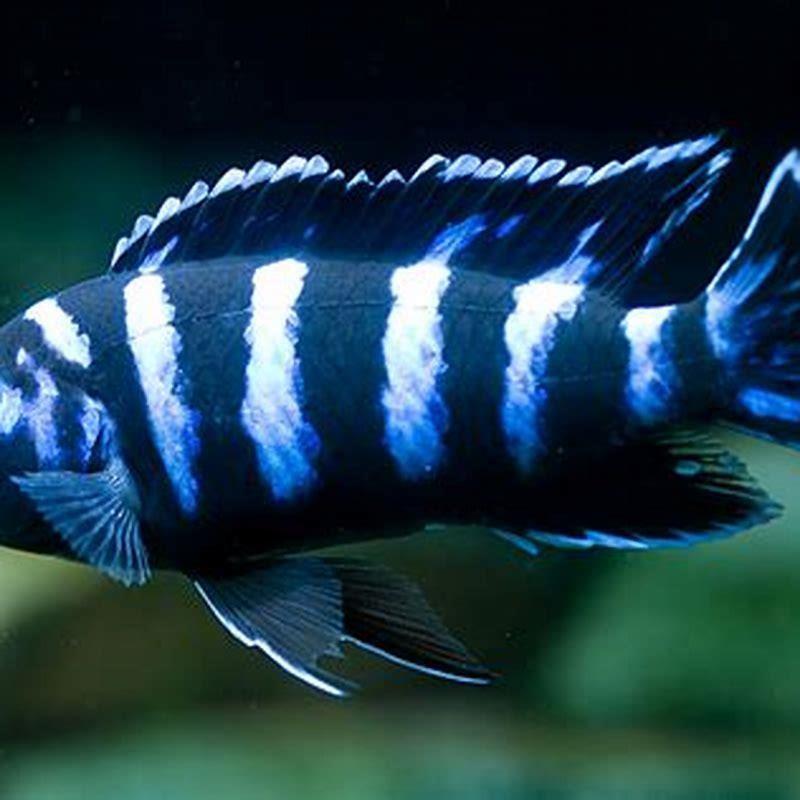 Is pseudotropheus Demasoni aggressive?