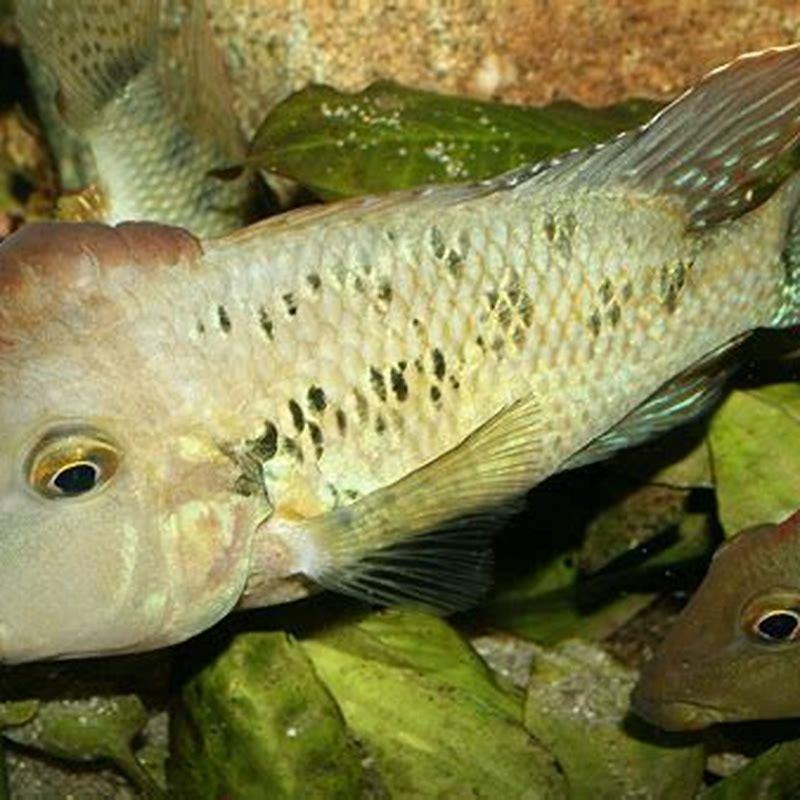 Is Red hump geophagus aggressive?