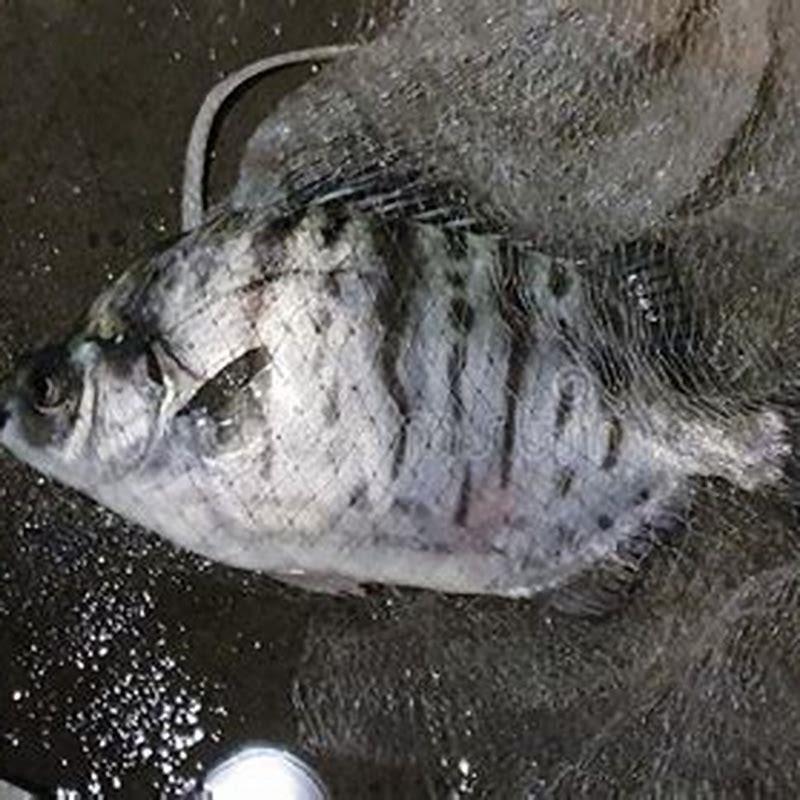 Is scat fish poisonous?