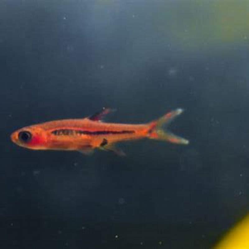 Is schooling fish aggressive?