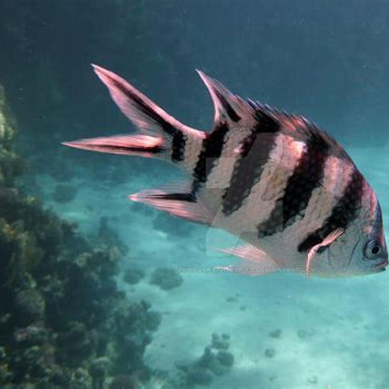 Is scissor tail fish aggressive?