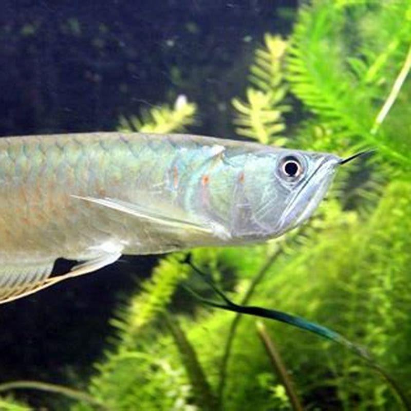 Is Silver Arowana lucky?