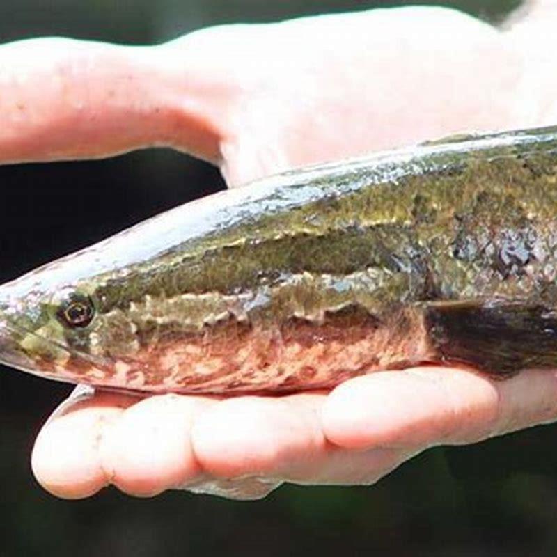 Is snakehead fish good for health?