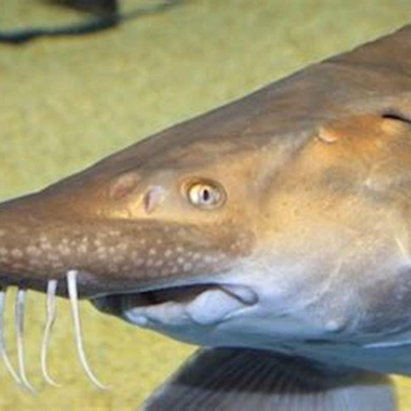 Is sturgeon a protected fish?