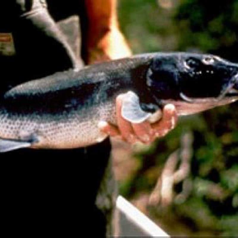 Is sucker fish toxic?