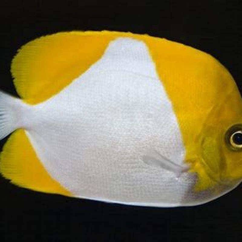 is-there-a-fish-called-a-butterfly-fish-diy-seattle