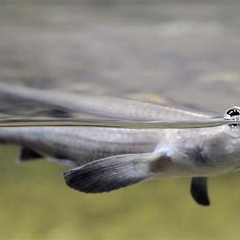 Is there a fish with four eyes?