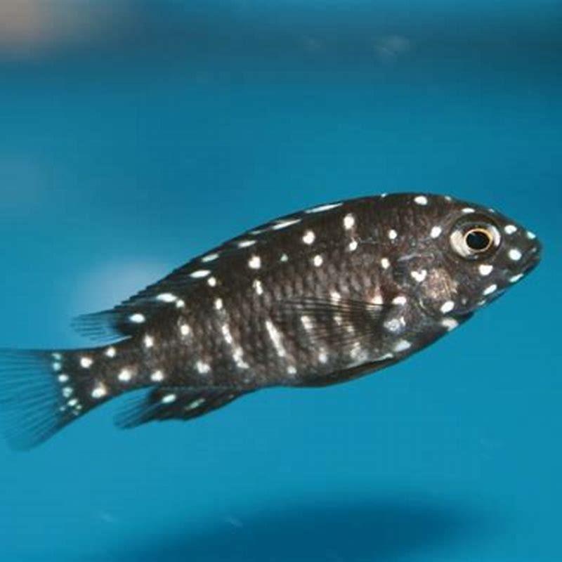 Is Tropheus Hardy?
